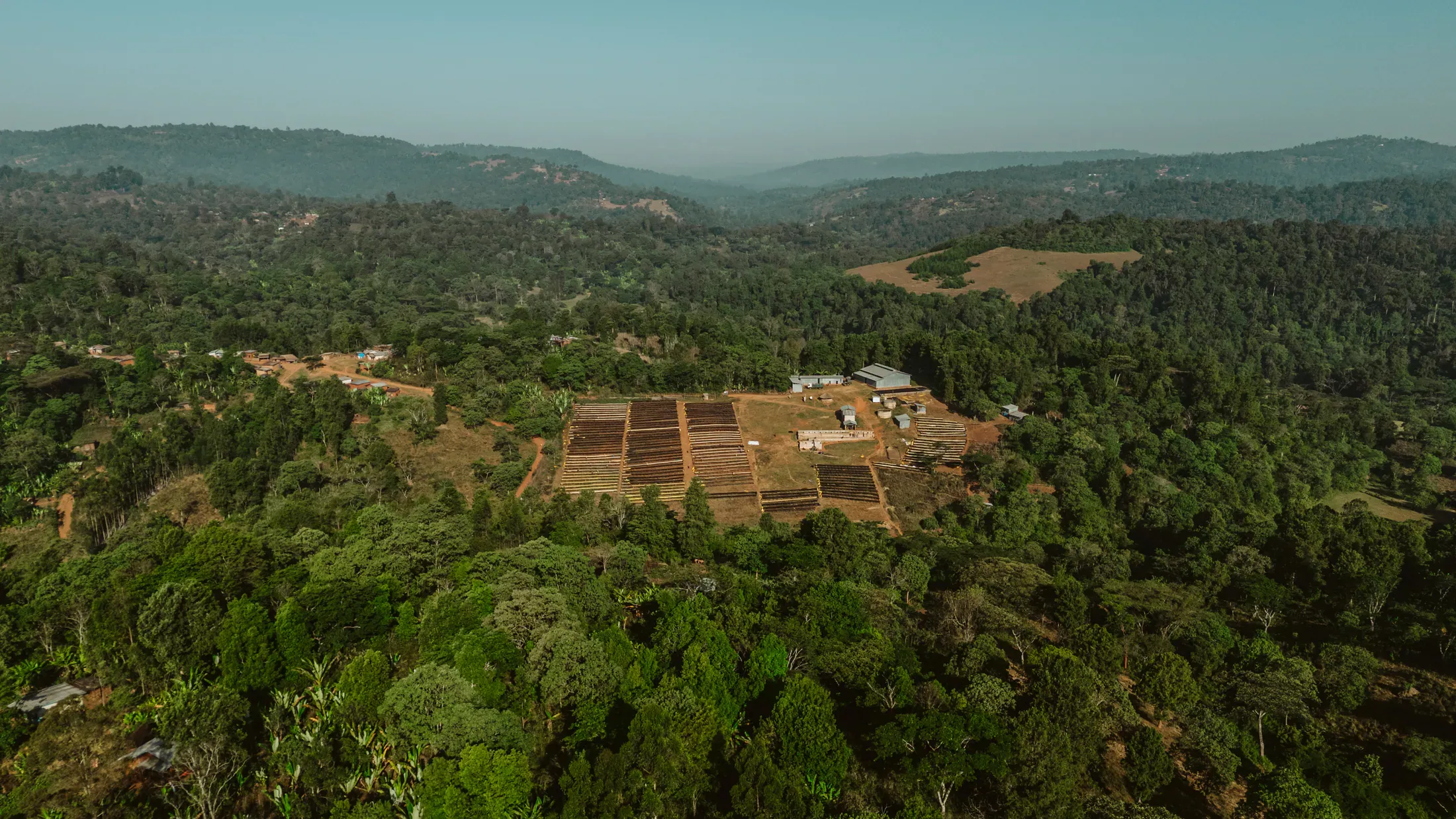 Aerial view of coffee drying beds among the Guji forest