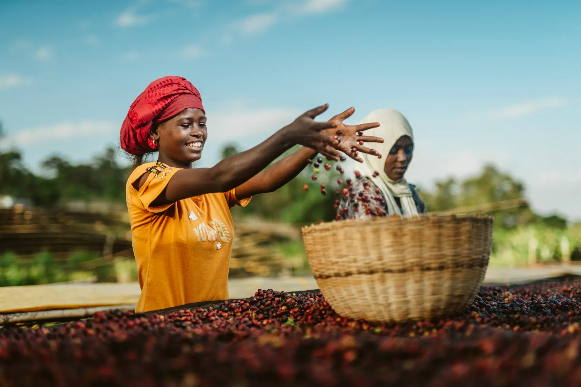 Fresh red coffee cherries being carefully selected