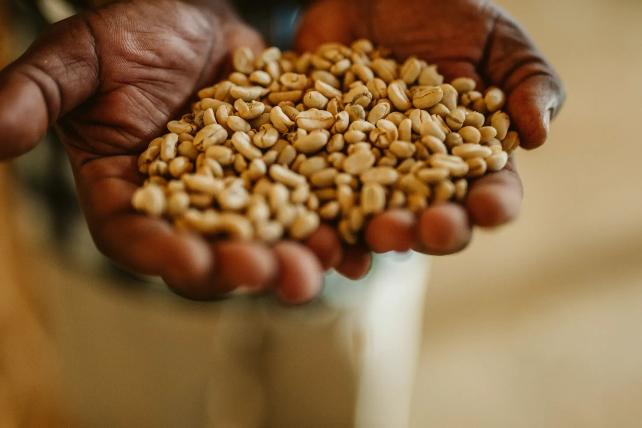 Prepared green coffee held for inspection