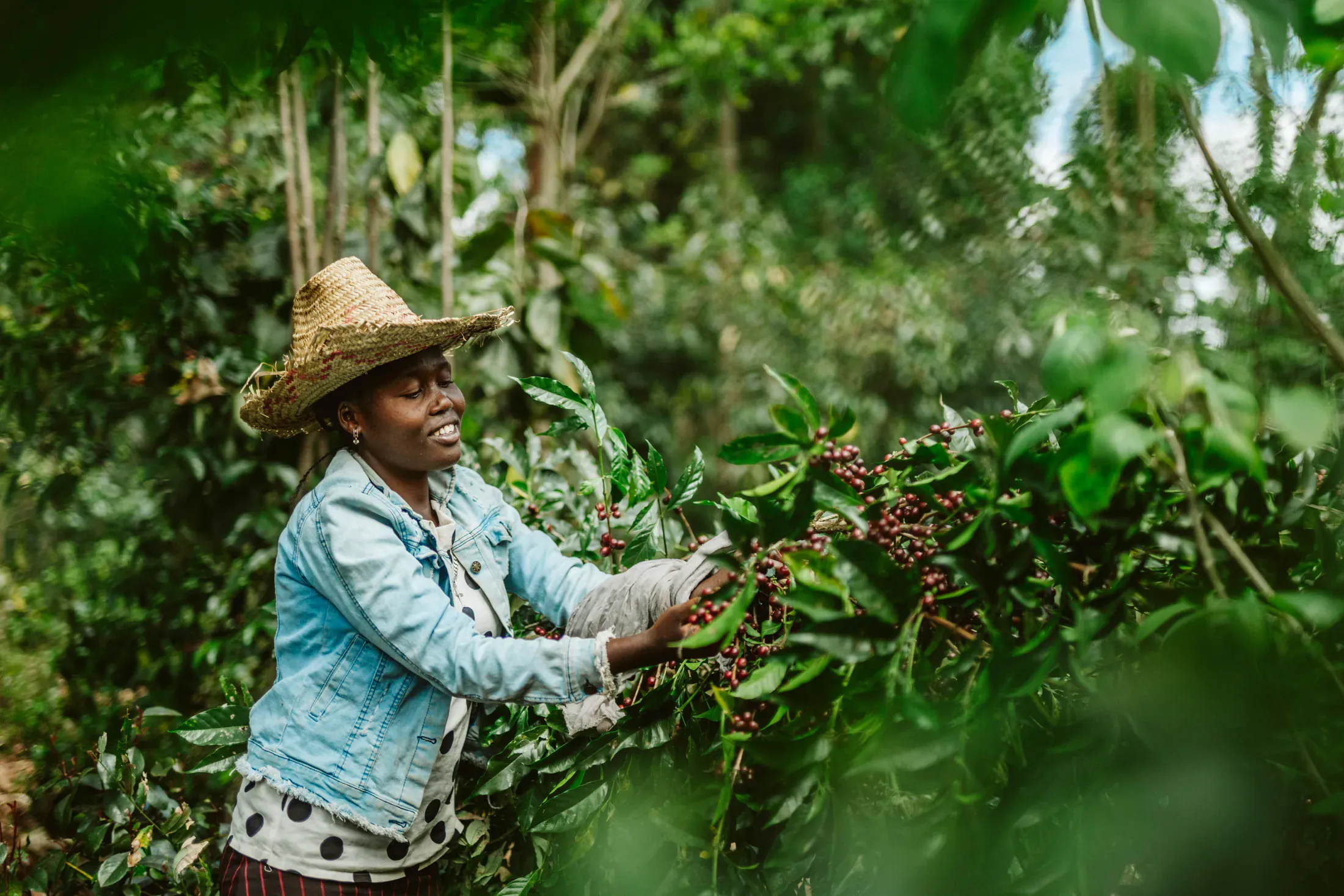 Coffee picker harvesting ripe cherries in a forested coffee farm