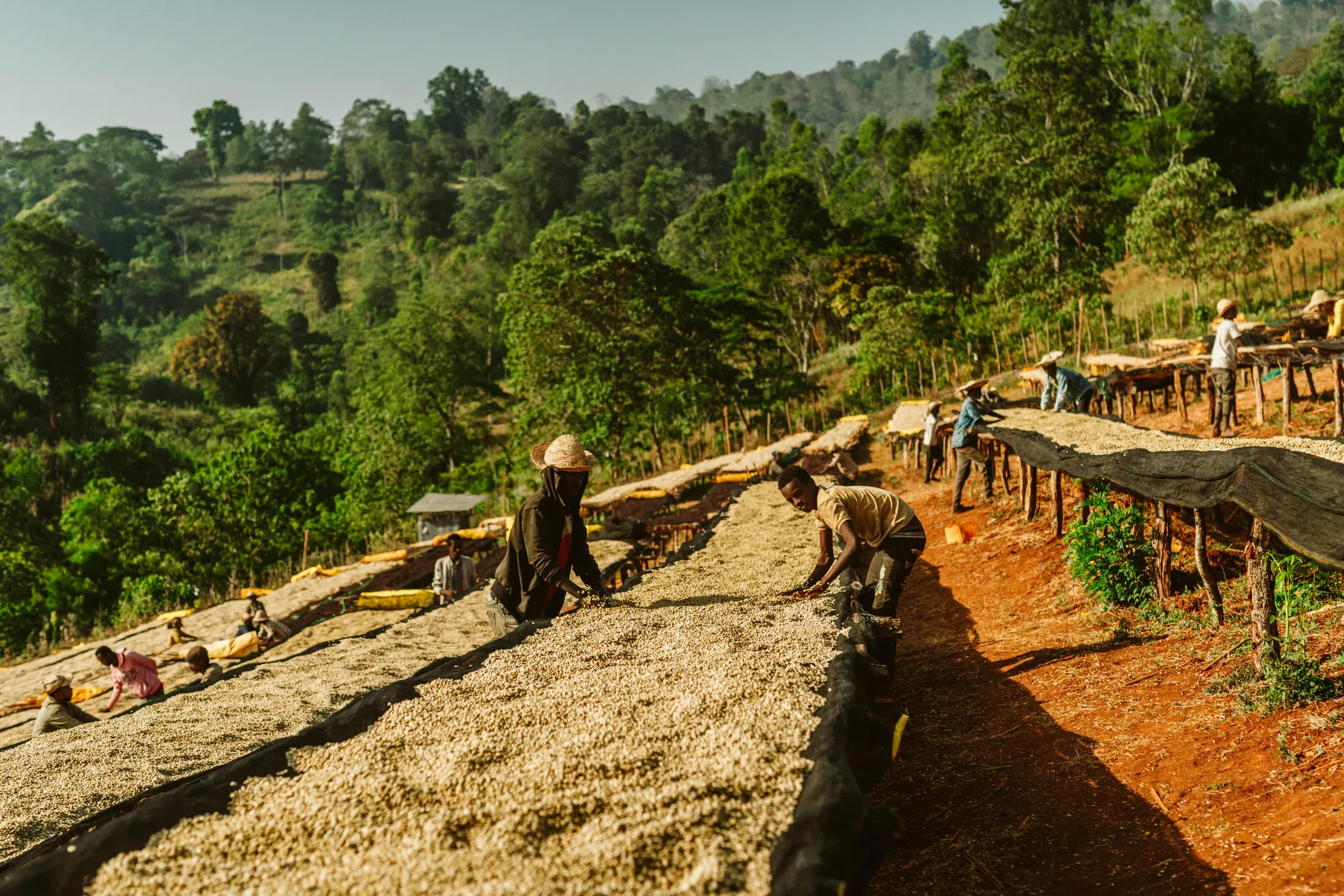 Coffee drying landscape surrounded by trees