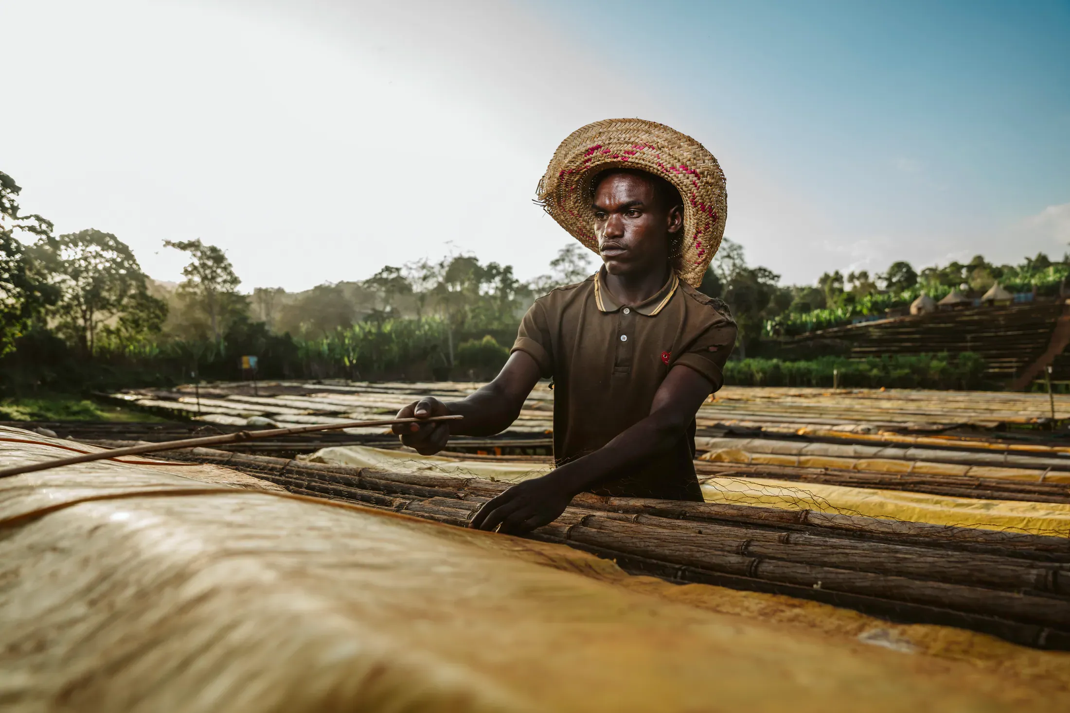 Portrait of a coffee worker at the drying beds