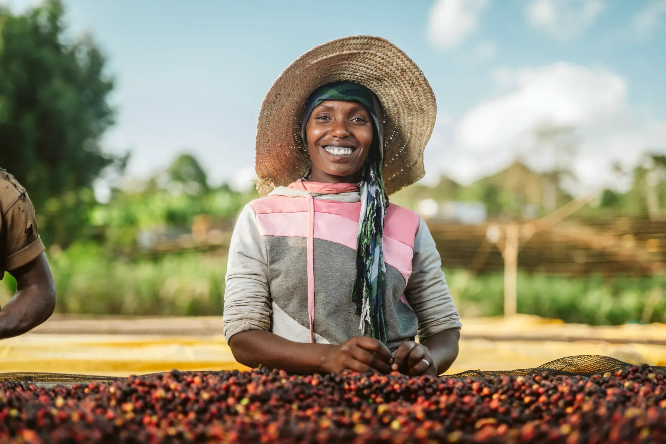 Coffee worker managing parchment on raised drying beds
