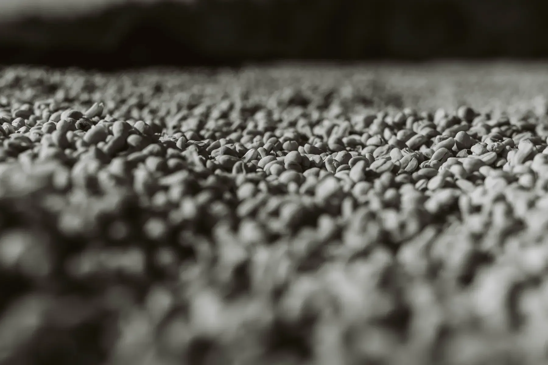 Close view of prepared Ethiopian green coffee
