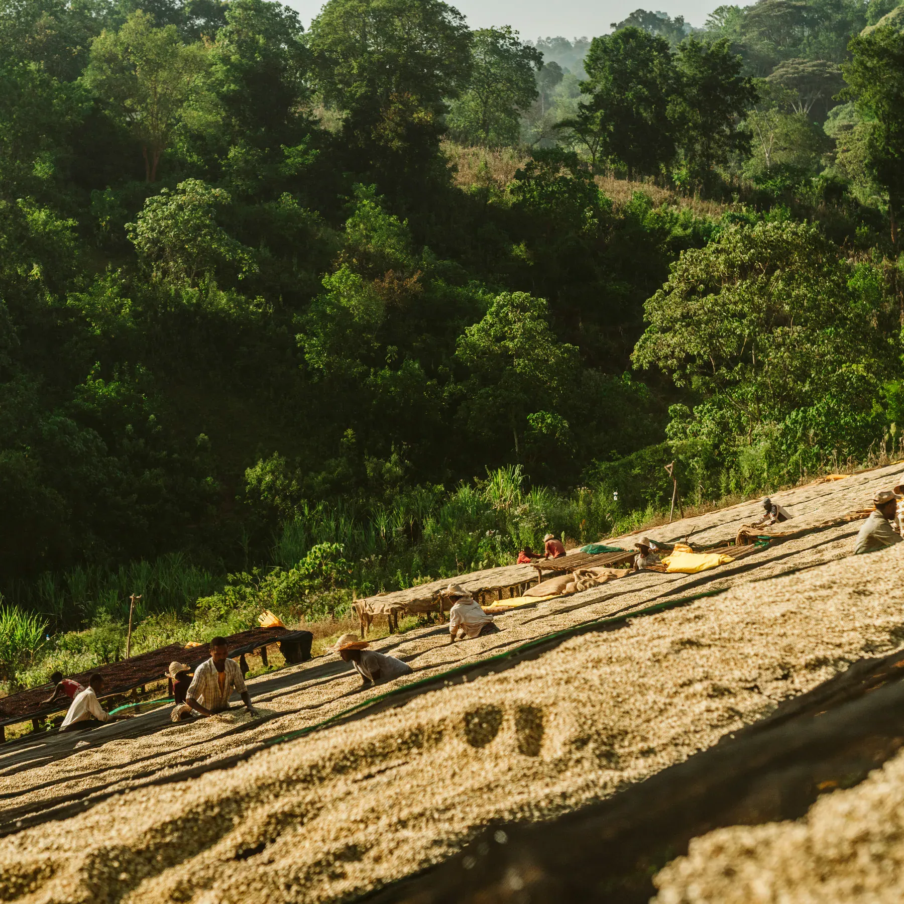 Coffee teams tending raised drying beds in the Guji highlands