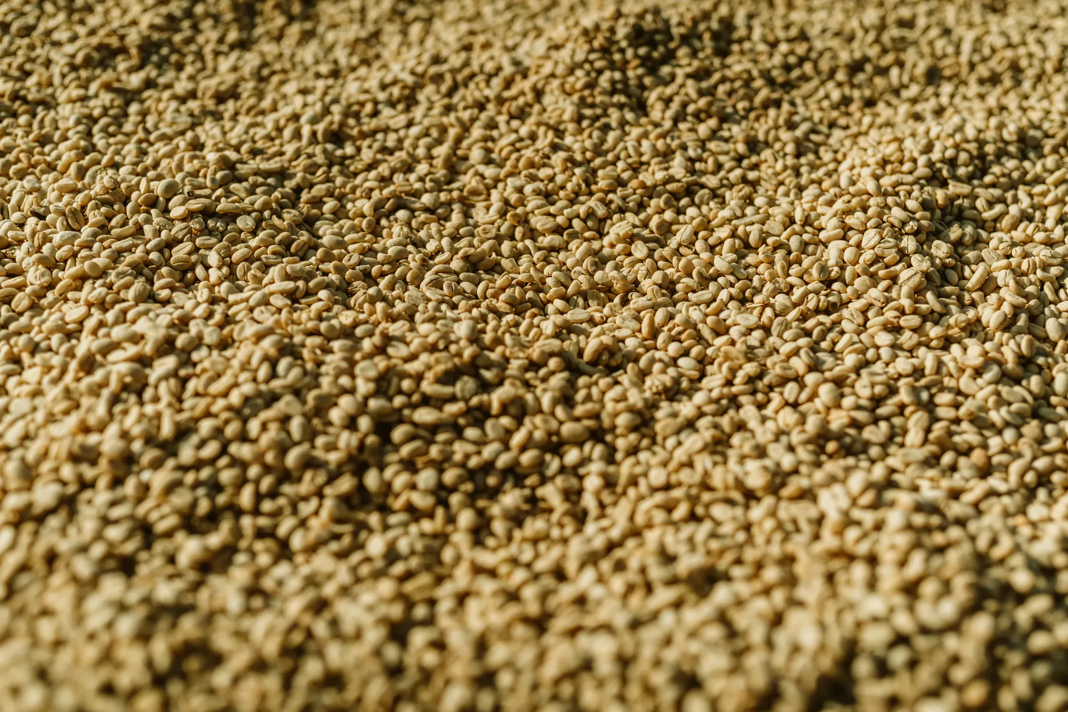Close view of prepared Ethiopian green coffee