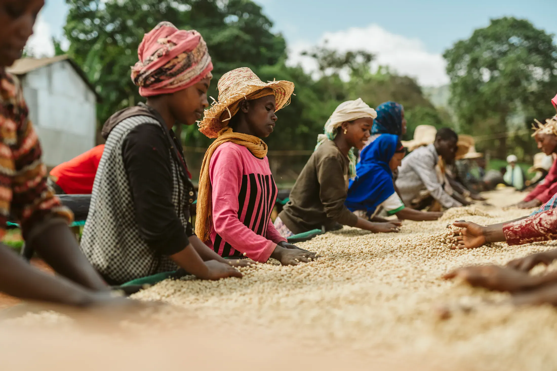Coffee workers sorting parchment on raised drying beds